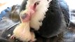 mother pigeon feeding her two days old baby / porumbita hranindu-si puiul de doua zile