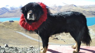 Tibetan Mastiff Man’s best friend