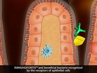 Defence Mechanism 4: Increases the levels of the antibody, sIgA*, in the gut