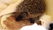 Harry the hedgehog is eating solid food now!