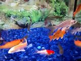 Aquarium fish tank, Butterfly Koi, Ghost Koi, Tench, Roach, Barbel.