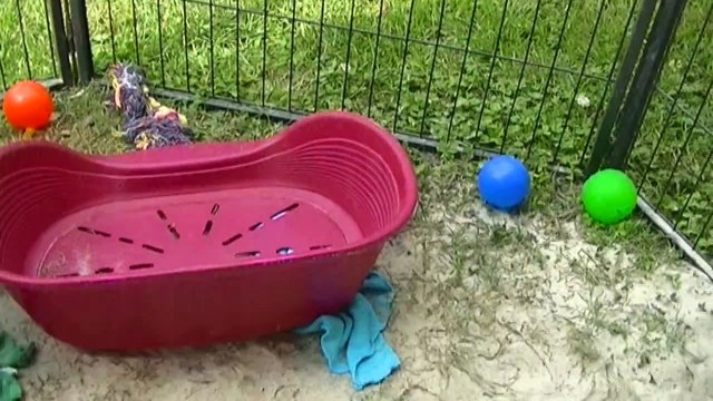 79ème vidéo Le chiot n°8 femelle staffie de la 20ème portée de Staffordland