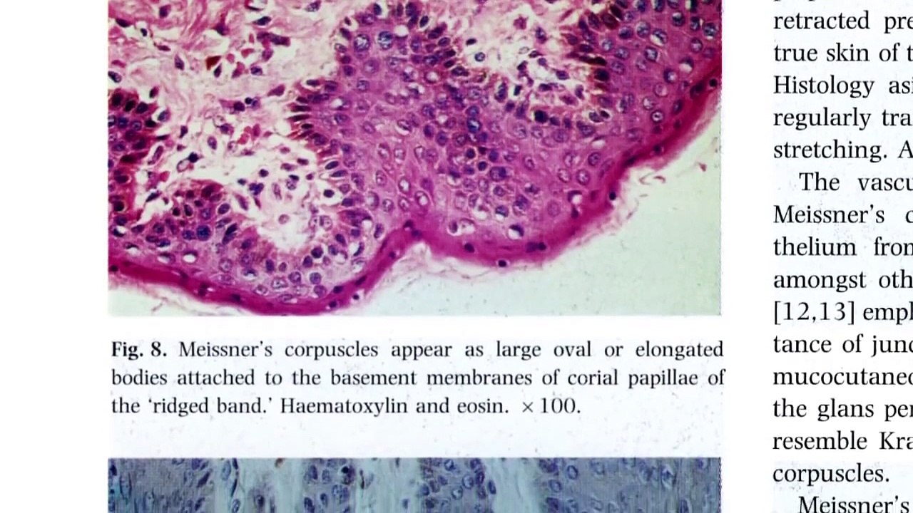 Anatomy of the Penis: Penile and Foreskin Neurology