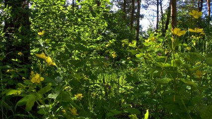 Miraculous Forest- Time Lapse