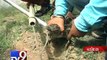 Baby Crocodile rescued in Vadodara - Tv9 Gujarati