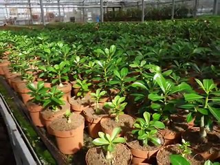 Dutch Adenium Nursery