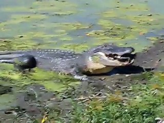Alligator Eats Turtle (Wow!)