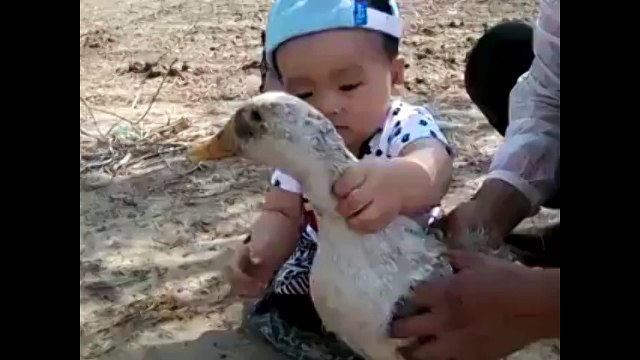 Canlı Kaz Yemeye Çalışan Çocuk