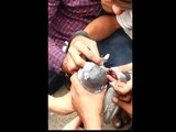 Pigeon Bird Rescue-injured during kite flying/uttarayan