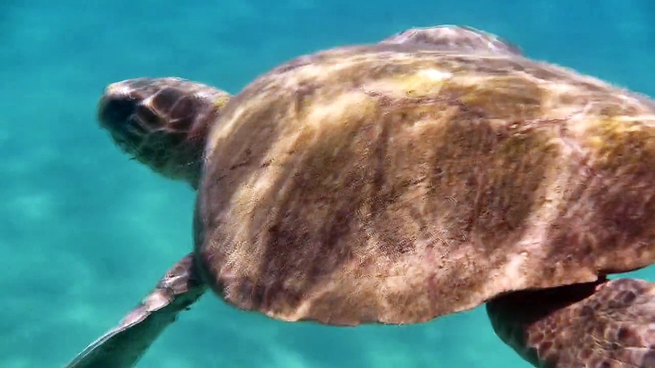 Caretta caretta - Zakynthos 2015