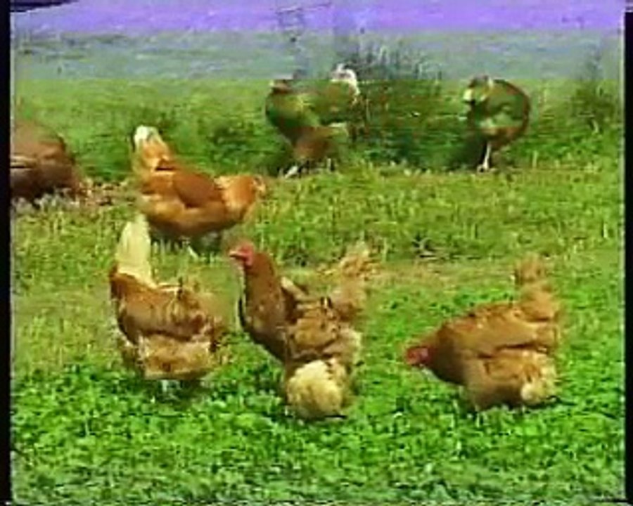 The Future for Farm Animal Welfare in Ireland