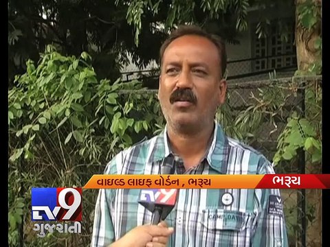 Peacocks find a safe haven in Bharuch - Tv9 Gujarati