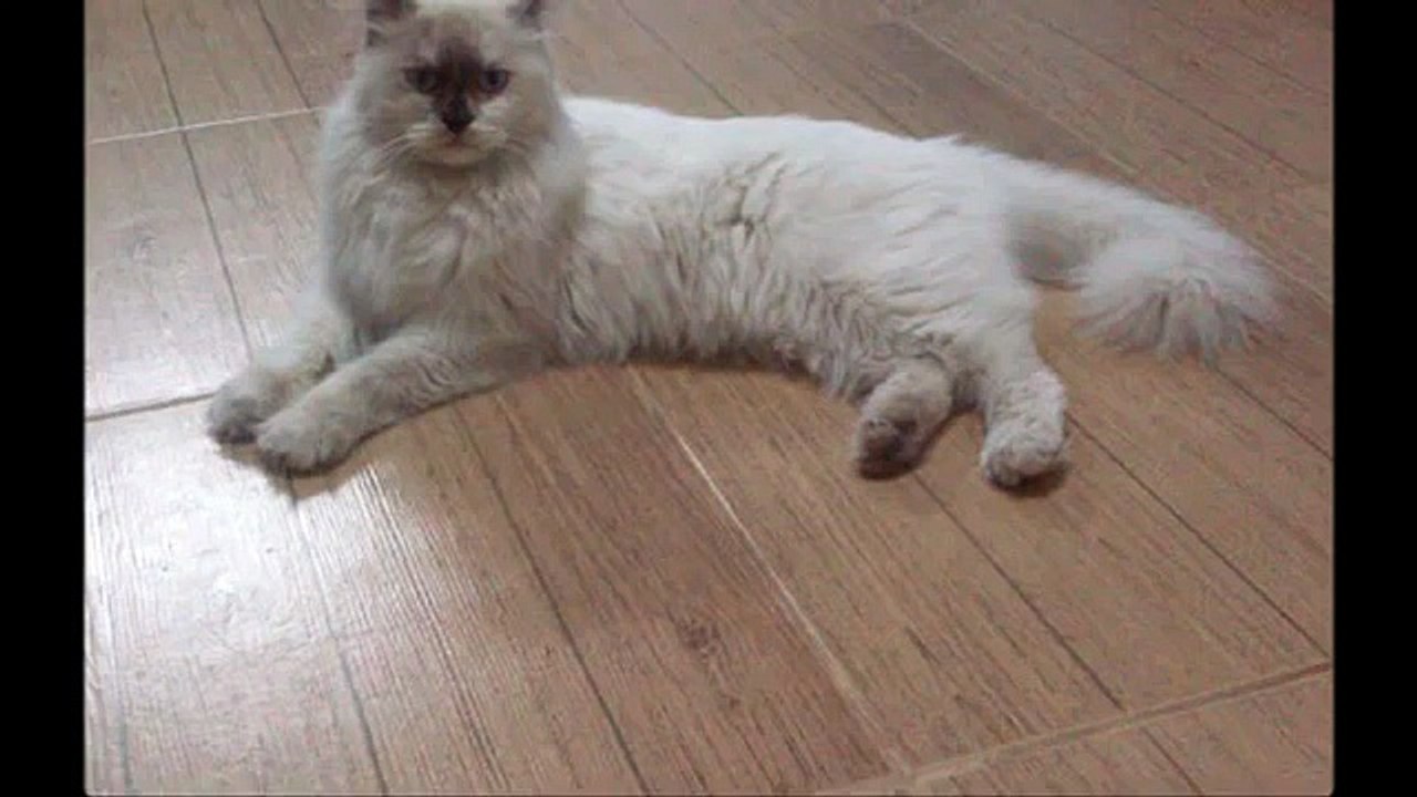 قط شيرازي وقطة هملايا لونق هير للبيع | قطط للبيع