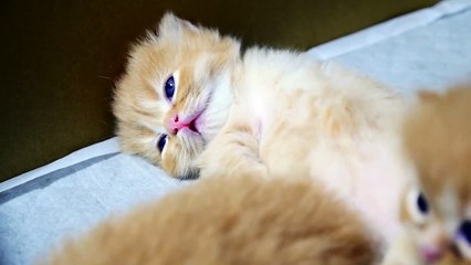 【マンチカン４兄妹】子猫の寝顔がやばすぎる件について ~ Cat's REM sleep ~