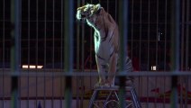 Mexique: les cirques ne peuvent plus exhiber d'animaux