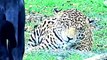 Jaguar vs Black Jaguar , Animal Attack Jaguar Documentary