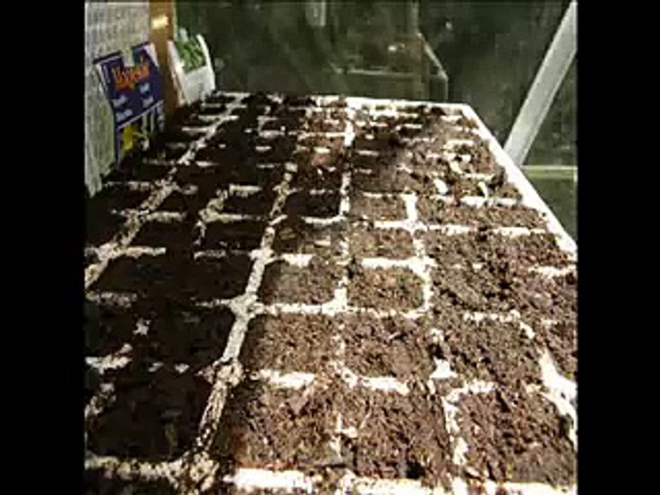 Time-lapse plant growth