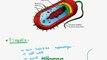 FSc Biology Book1, CH 6, LEC 3; Bacterial Cell Structure - Part1