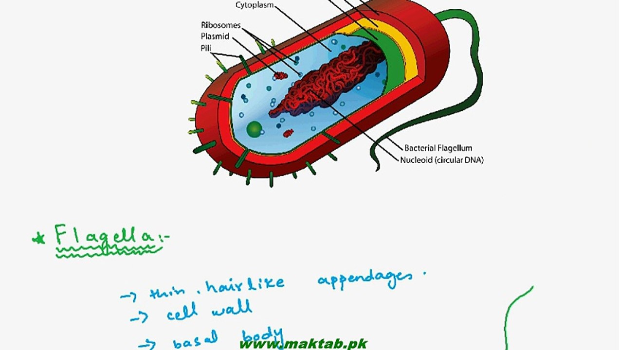 FSc Biology Book1, CH 6, LEC 3; Bacterial Cell Structure - Part1