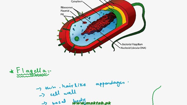FSc Biology Book1, CH 6, LEC 3; Bacterial Cell Structure - Part1