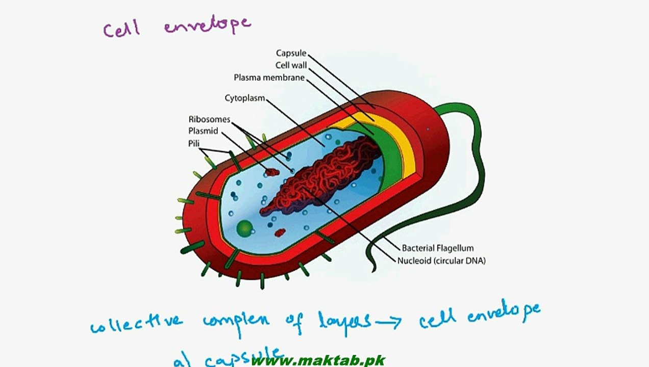 FSc Biology Book1, CH 6, LEC 4; Bacterial Cell Structure - Part2