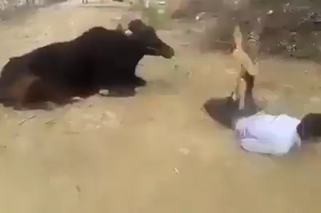 Boys Fun With Cow _ Funny Video _ Funny Clips