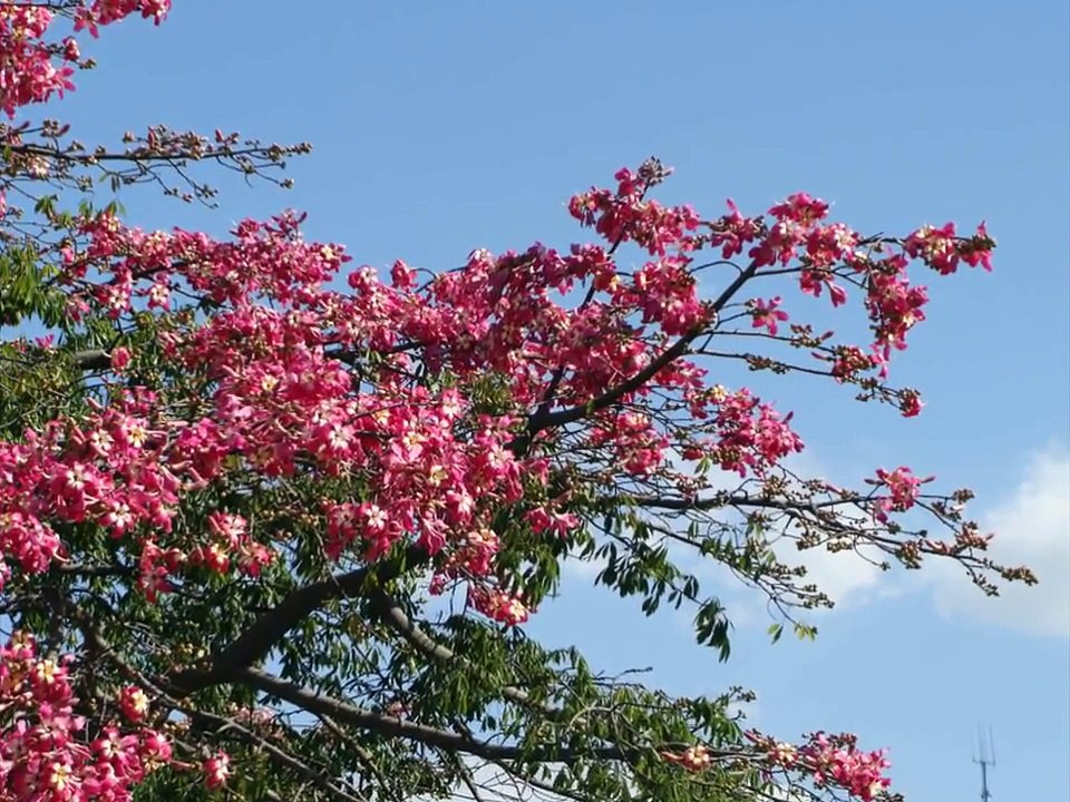 TANGOS FAMOSOS ARGENTINOS : GRACE JONES & Astor PIAZZOLLA en "LIBERTANGO"