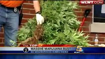 750 Marijuana Plants Seized In Drug Bust