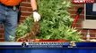 750 Marijuana Plants Seized In Drug Bust