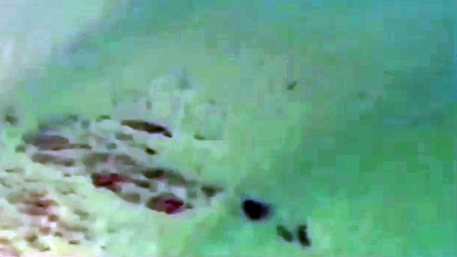 VIDEO : Une équipe de télévision fait fuir un requin blanc prêt à attaquer