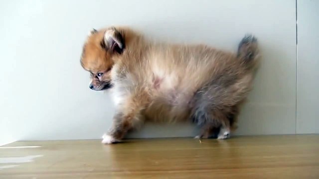 ПРИКОЛ! Мой щенок чихает много раз подряд