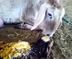 ولادة حمل دقيقة بعد الولادة  birth of lamb