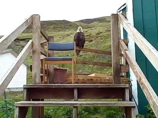 A Visitor Waiting When I Get Home From Work