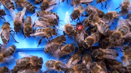 Abeilles. Une jeune reine revient d'un vol de fécondation