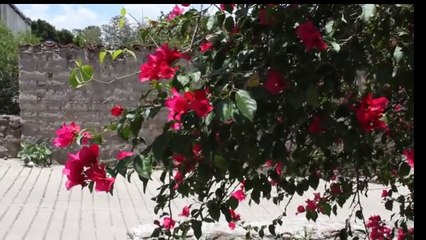 Invernaderos Hidroponicos Caseros