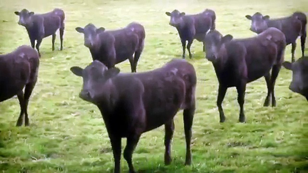Vacas, vacas, Vacas ???? las vacas y las vacas?