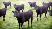 Vacas, vacas, Vacas ???? las vacas y las vacas?