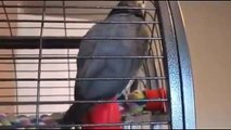 parrot talking, parrot dancing, parrot singing
