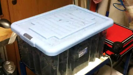 Lombriconi ancora in compostone provvisorio crescono