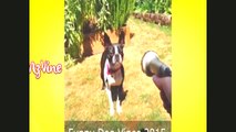 Best Funny New Dog Vines Compilation 2015 ,TOP vines new,best funny vines