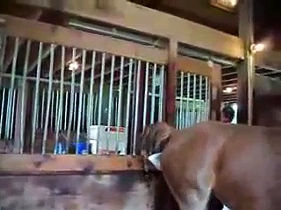 Mare Horse Giving a Cute Foal Birth