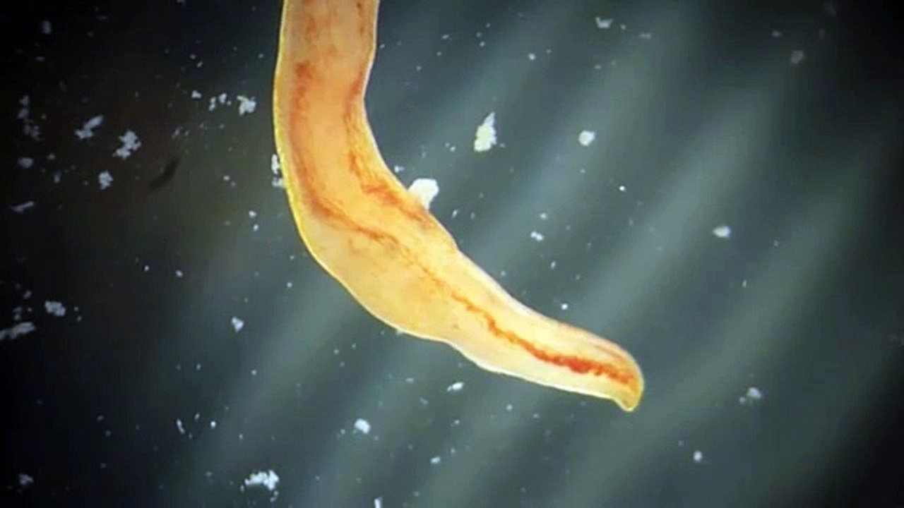 Ribbon worm giving birth