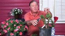 Growing Roses : When to Prune Miniature Roses