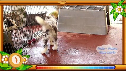 Macho Blue-Merle hijo Hada & Wind 4 meses de edad.