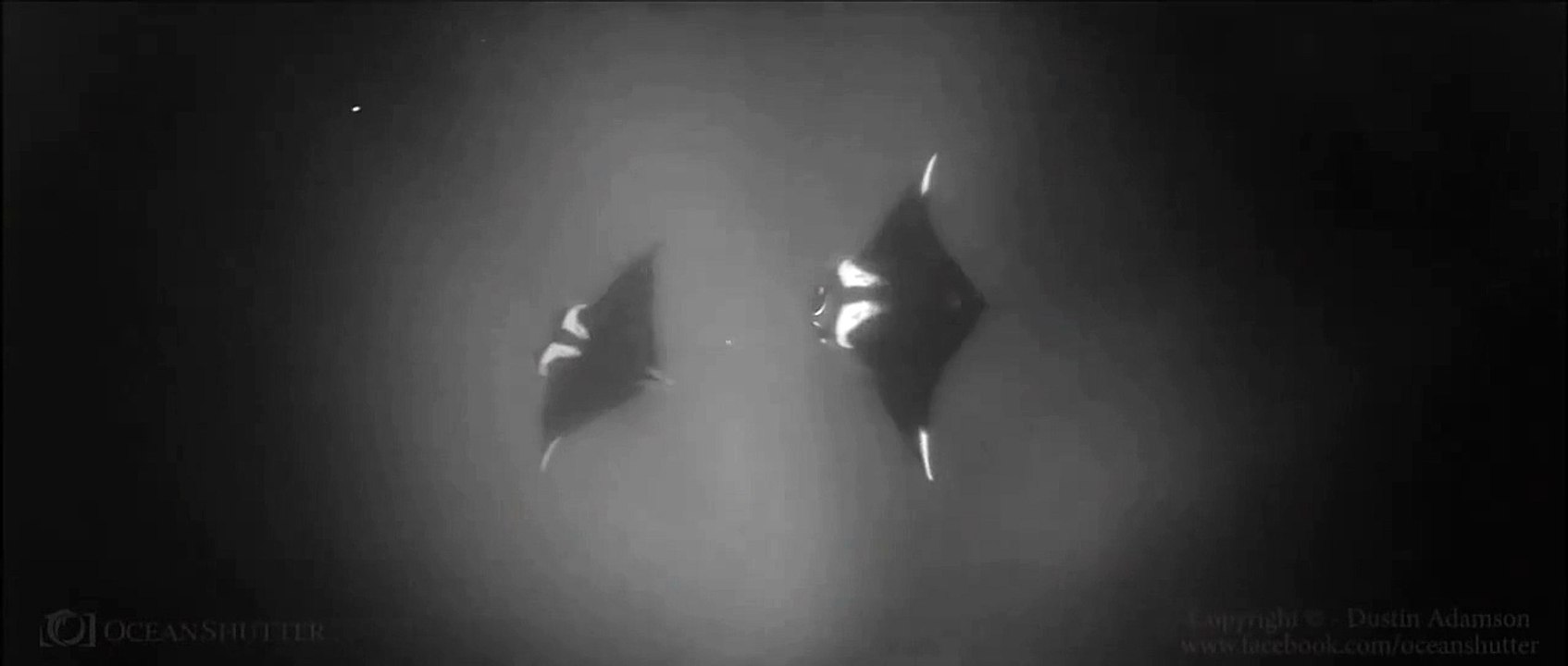 animals - Black and White