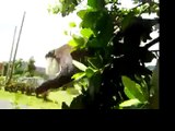 Feeding monkeys