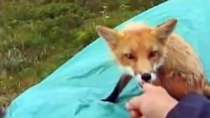 grizzly man grizzlyman