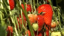 Strawberries and Raspberries 0709