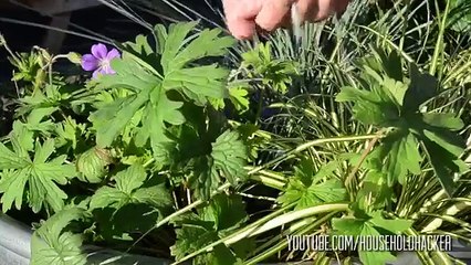 Il mélange de l'eau et du sucre puis le verse sur ses vêtements