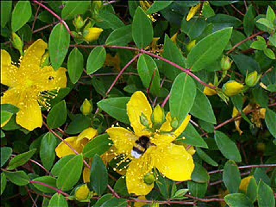 Insectes